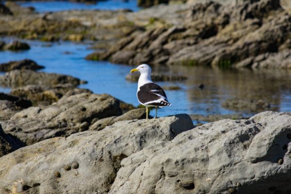 kaikoura_new_zealand_photography_nz_photographer_momac_socialising_media_small_8-min