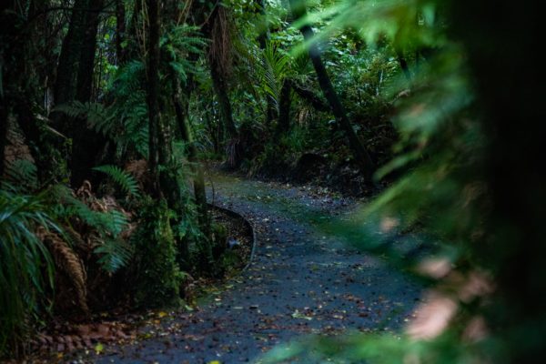 Fox Hut West Coast, New Zealand nature walks photographed by MoMac